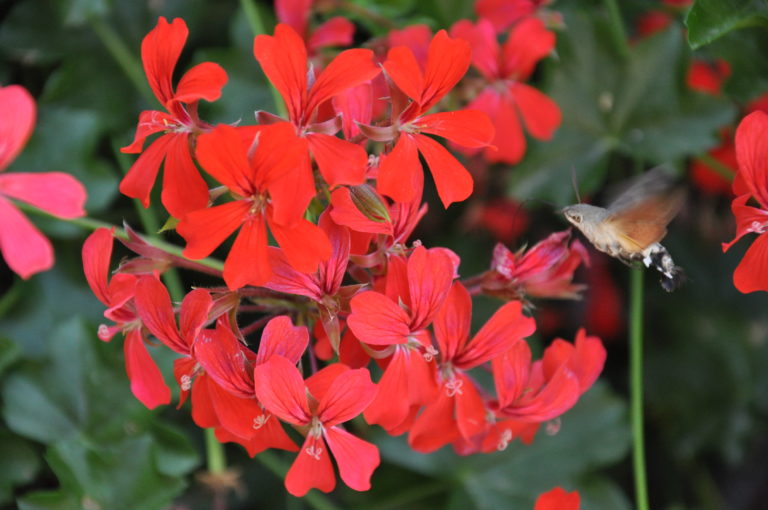 geranium-with-hummingbird | Civitella Ranieri